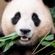 Fu Bao