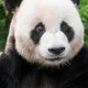Le Bao