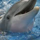 Winter The Dolphin