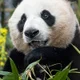 Ai Bao